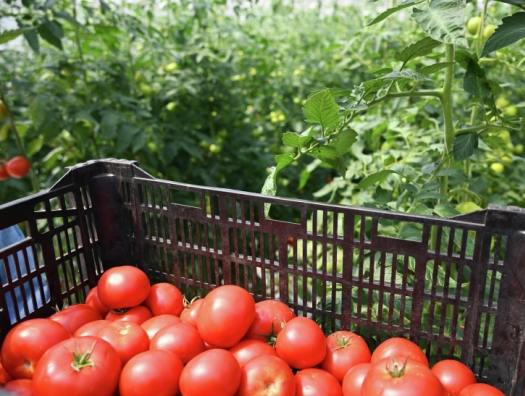Цены на азербайджанские помидоры бьют рекорды: фермеры разъясняют